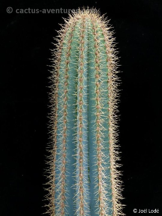 Pilosocereus pachycladus pernambucensis P1020559
